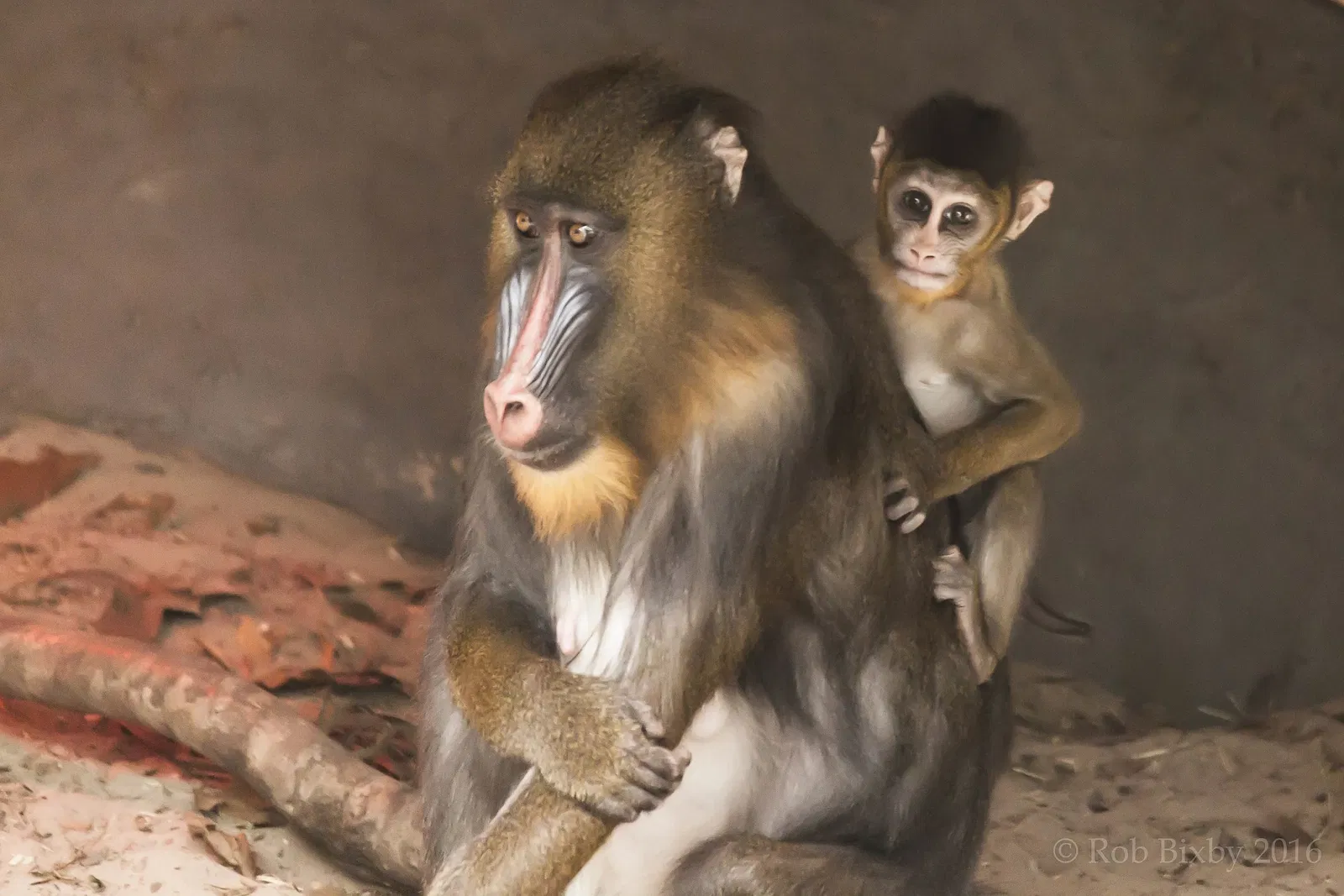 Jacksonville Zoo and Gardens