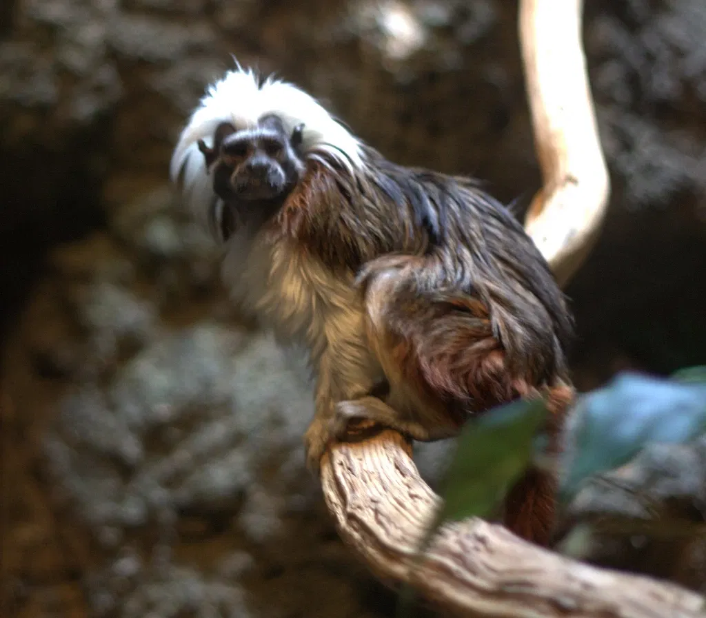 Jacksonville Zoo and Gardens