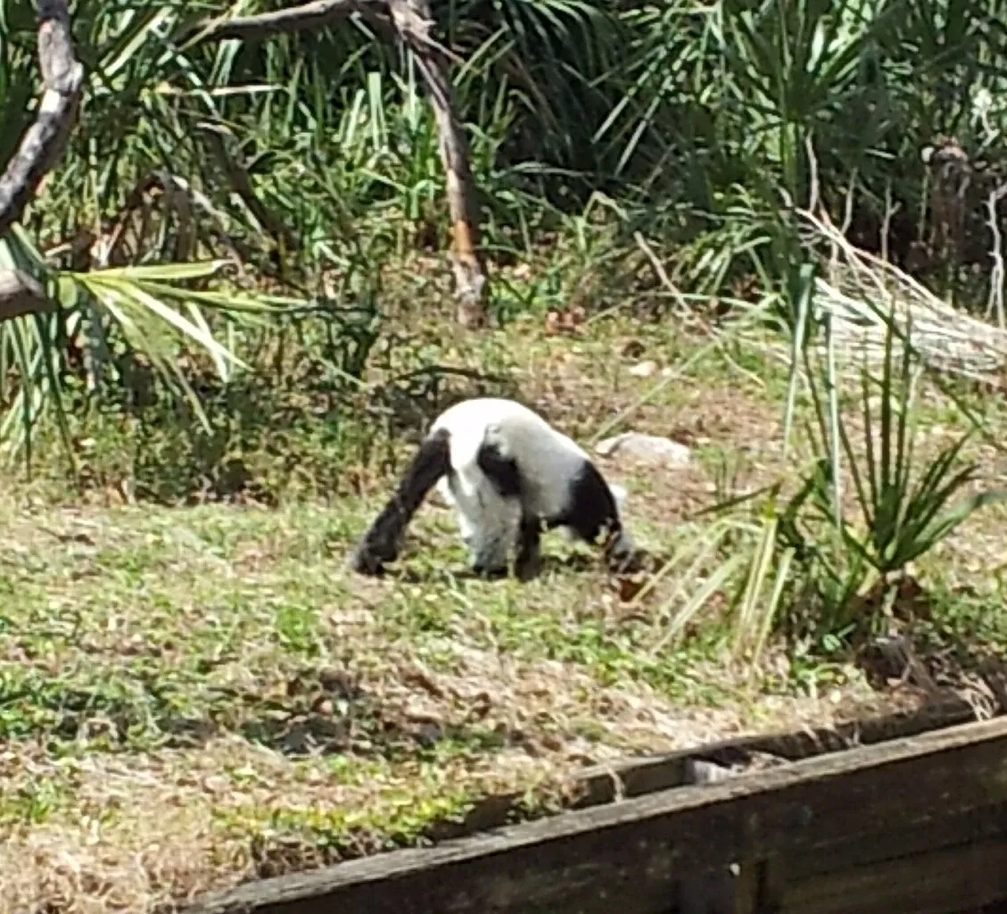 Jacksonville Zoo and Gardens