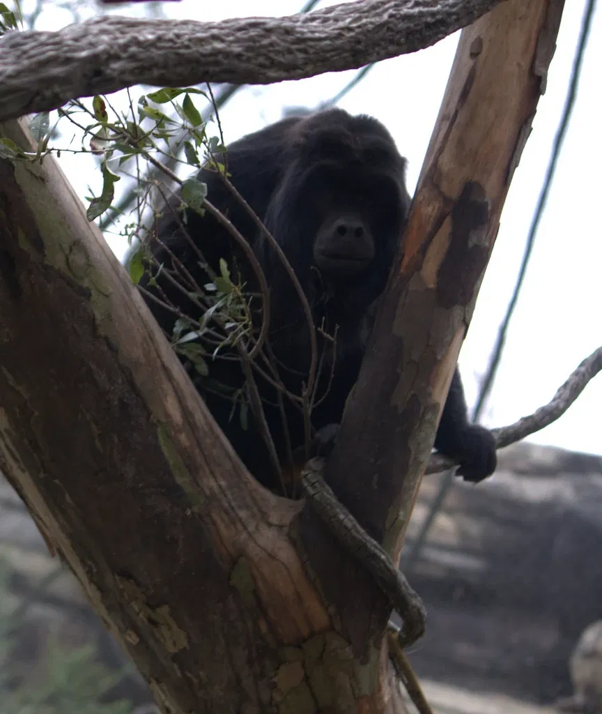 Jacksonville Zoo and Gardens