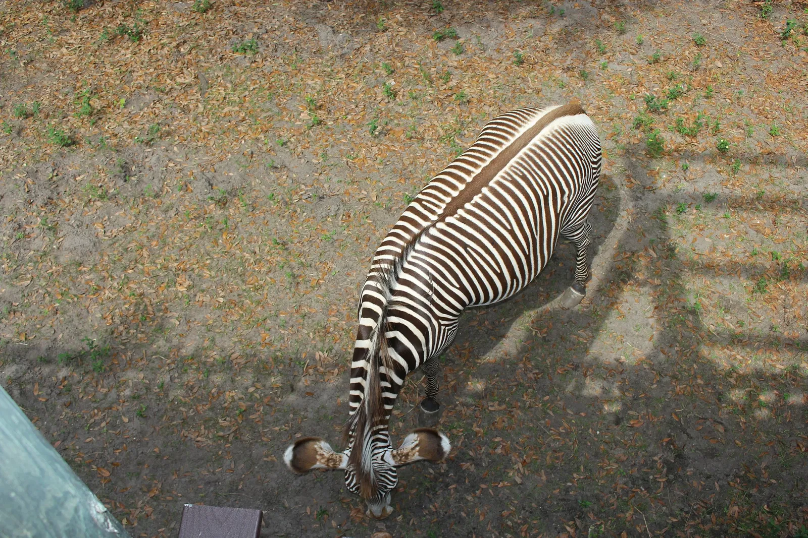 Jacksonville Zoo and Gardens