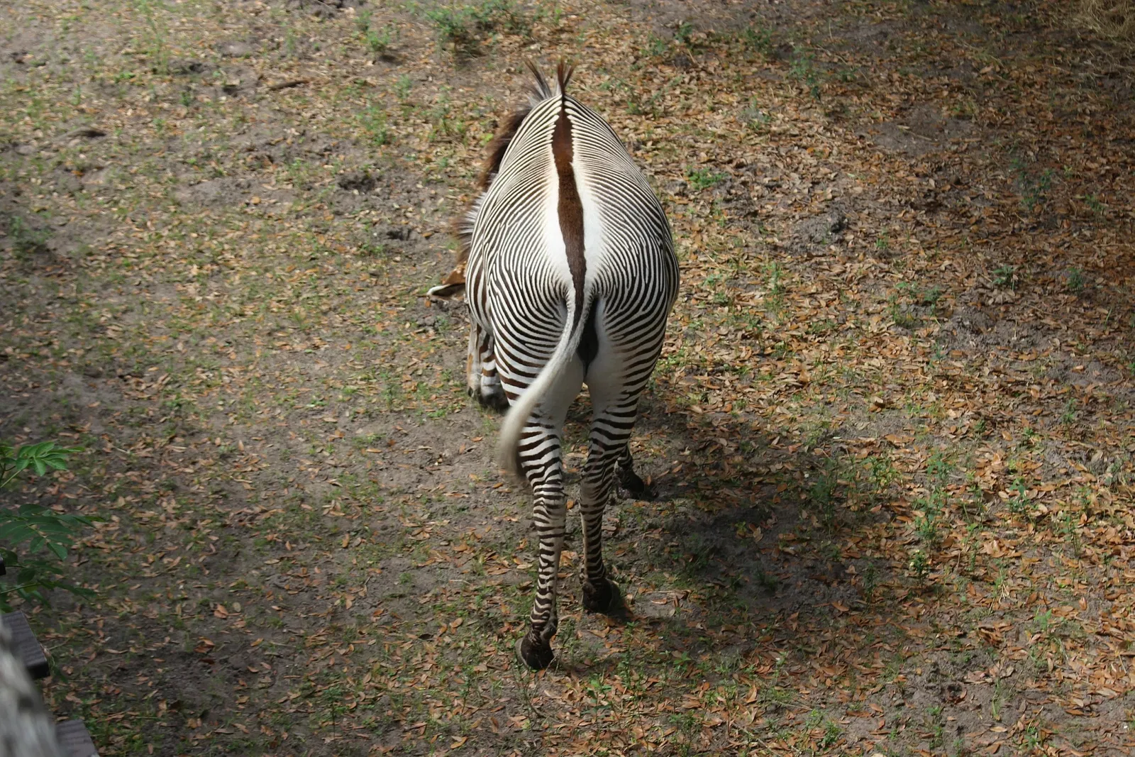 Jacksonville Zoo and Gardens