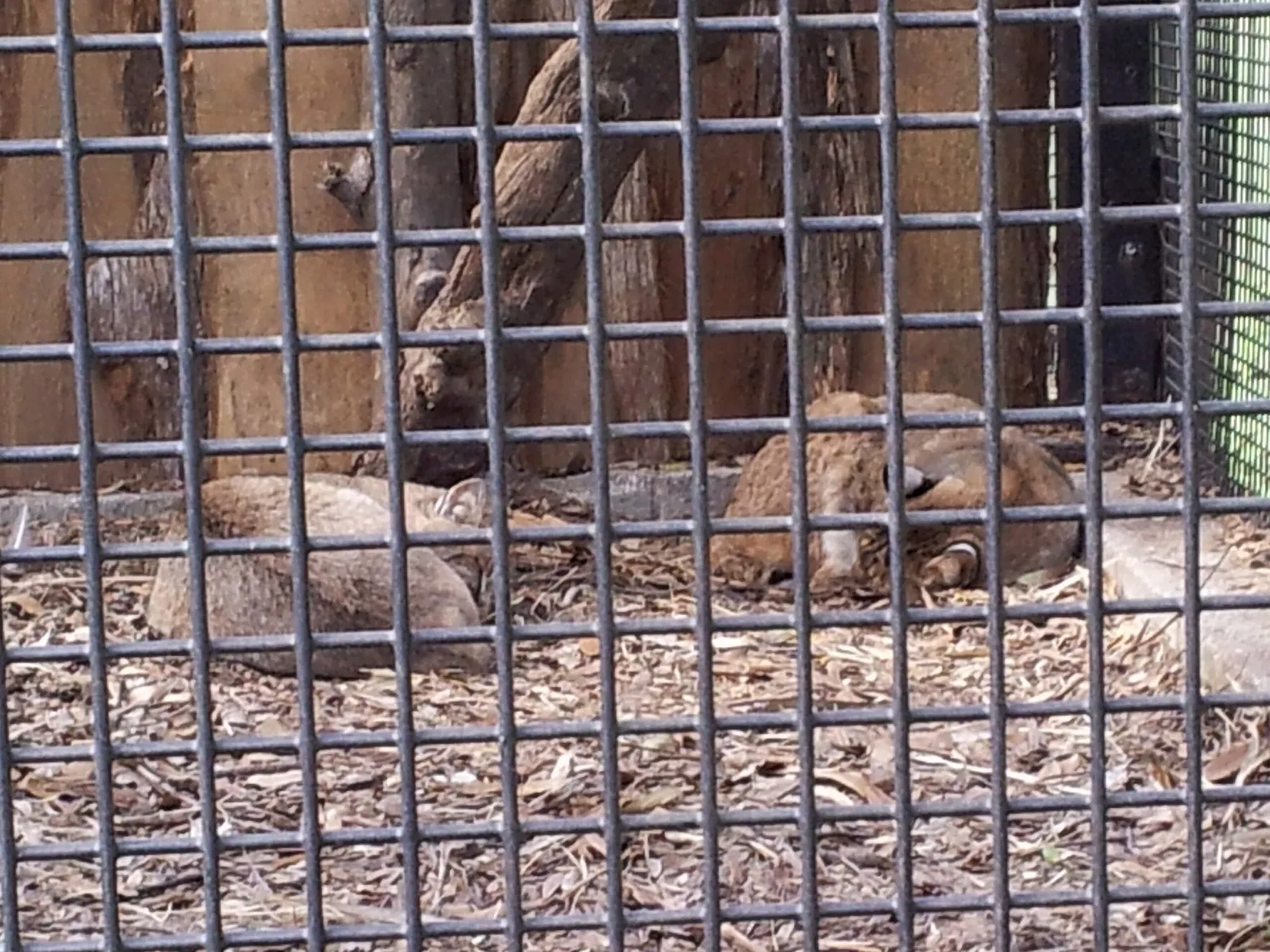 Jacksonville Zoo and Gardens