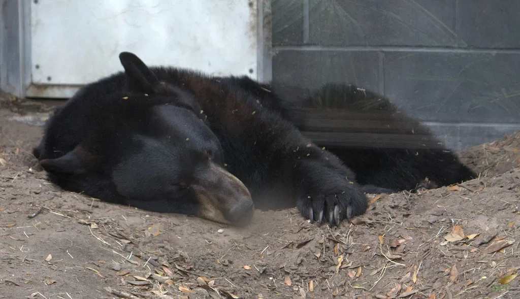 Jacksonville Zoo and Gardens