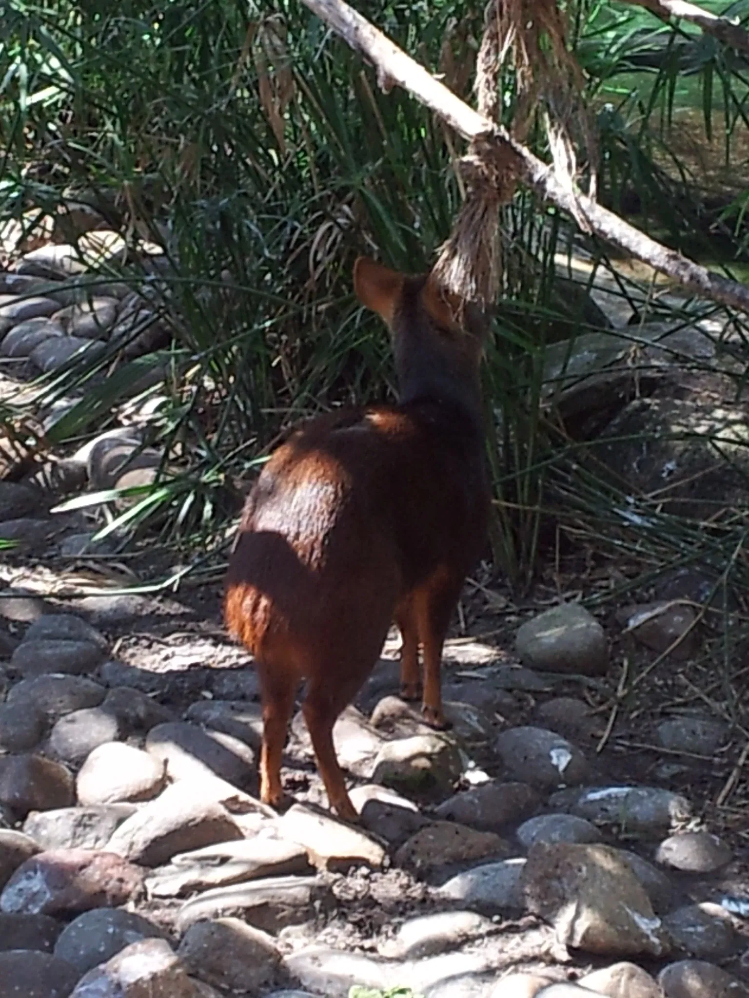 Jacksonville Zoo and Gardens