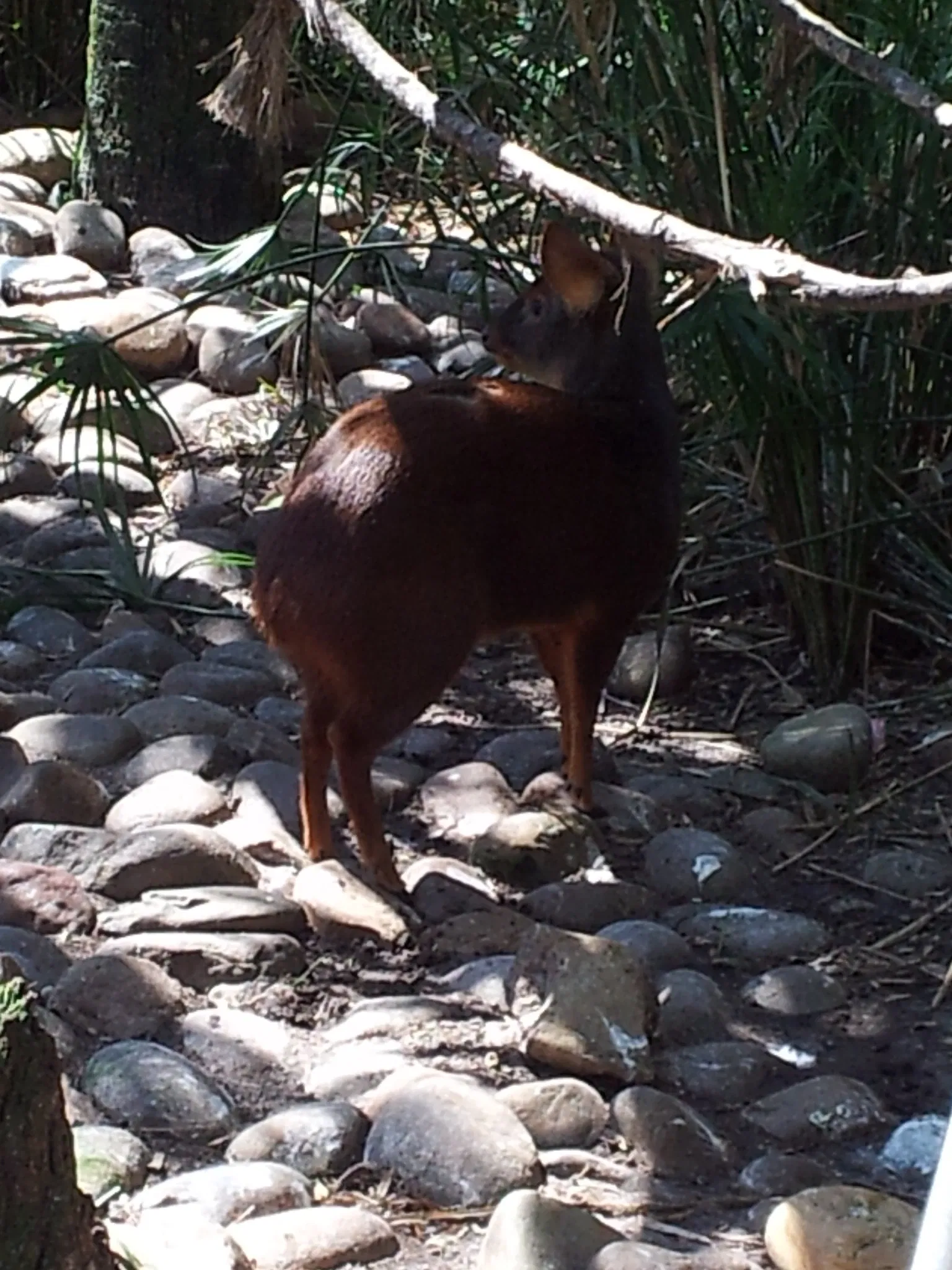 Jacksonville Zoo and Gardens