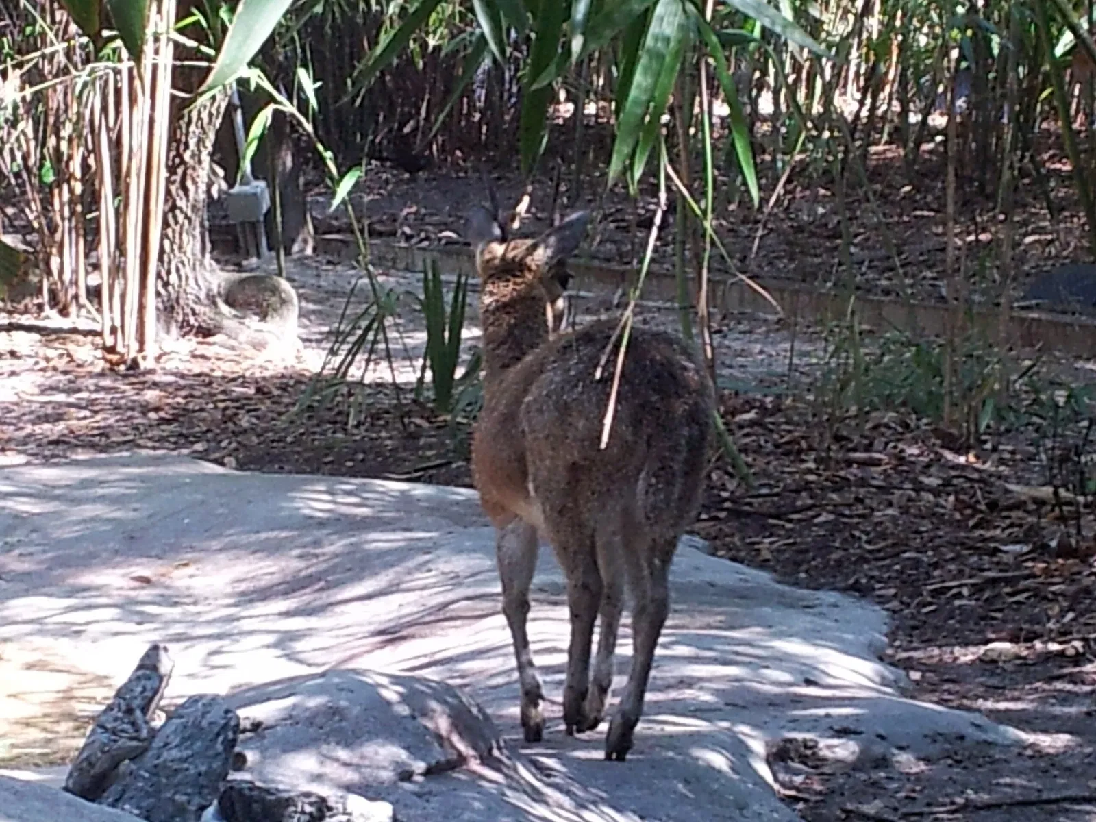 Jacksonville Zoo and Gardens