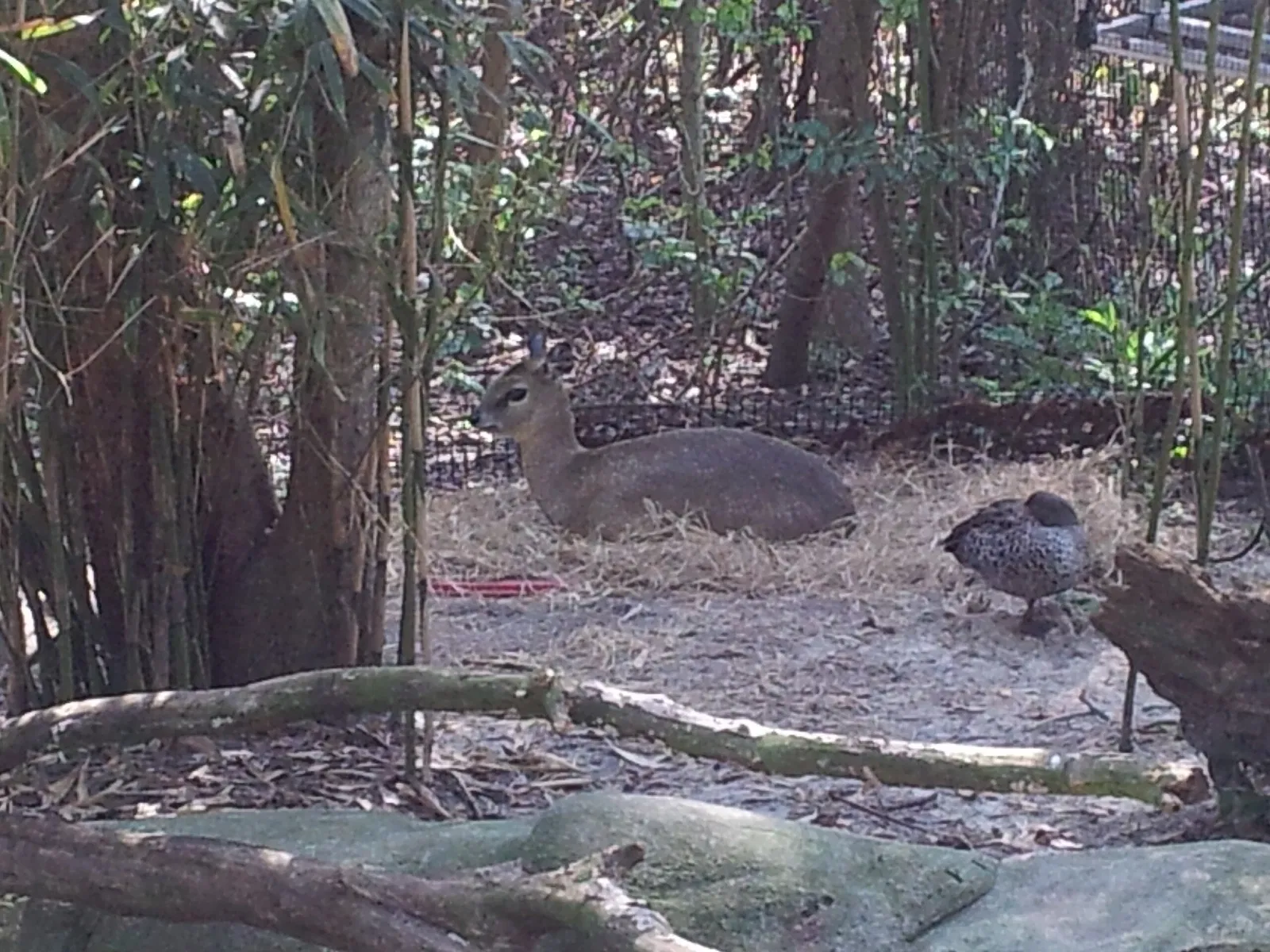 Jacksonville Zoo and Gardens