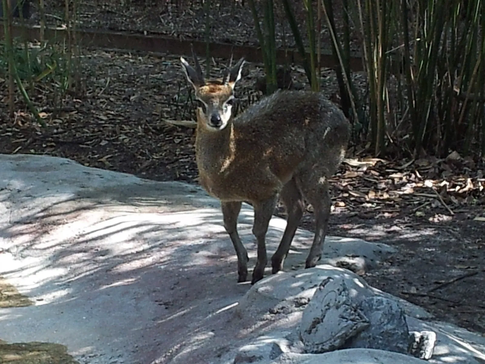 Jacksonville Zoo and Gardens