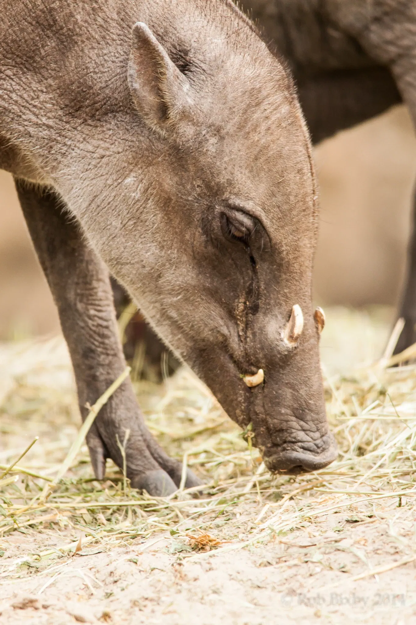 Jacksonville Zoo and Gardens