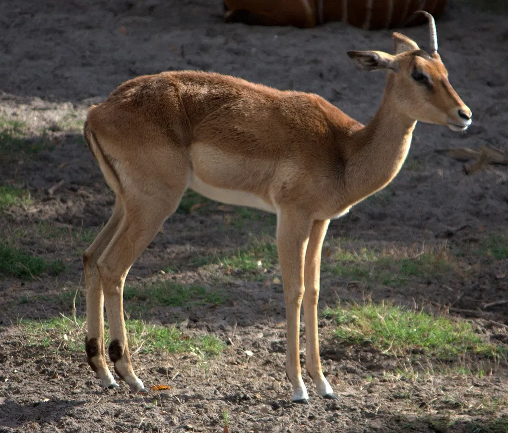 Jacksonville Zoo and Gardens