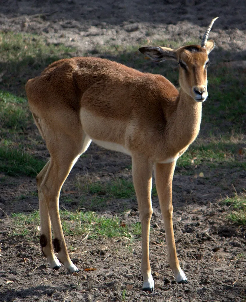Jacksonville Zoo and Gardens
