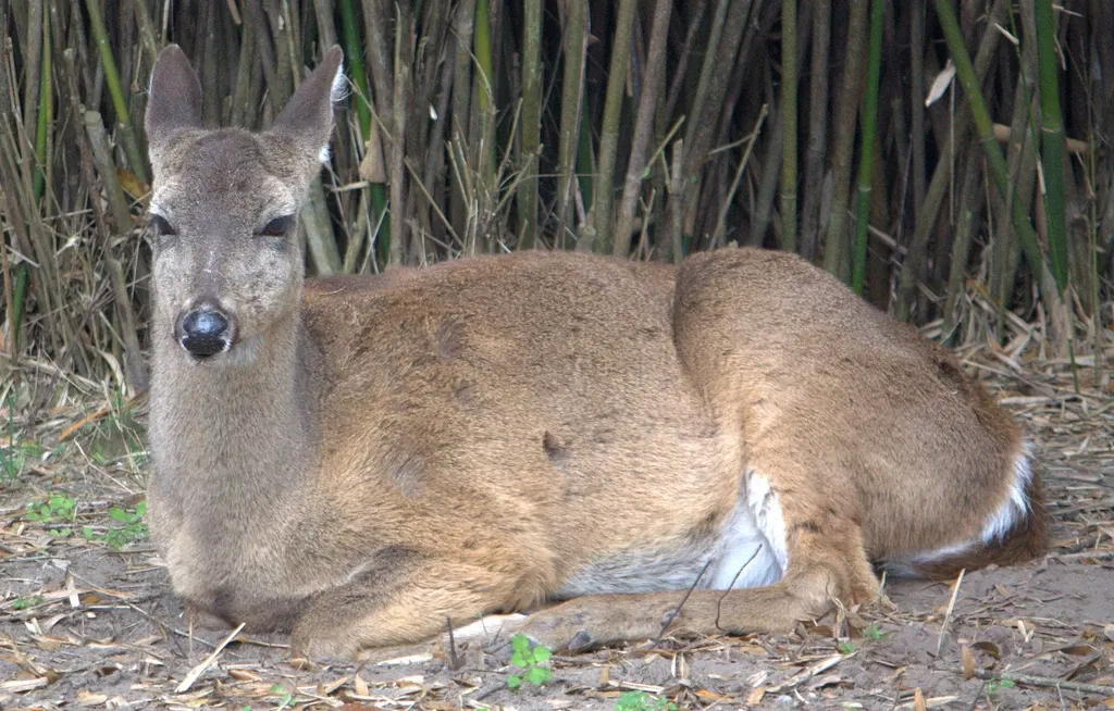 Jacksonville Zoo and Gardens