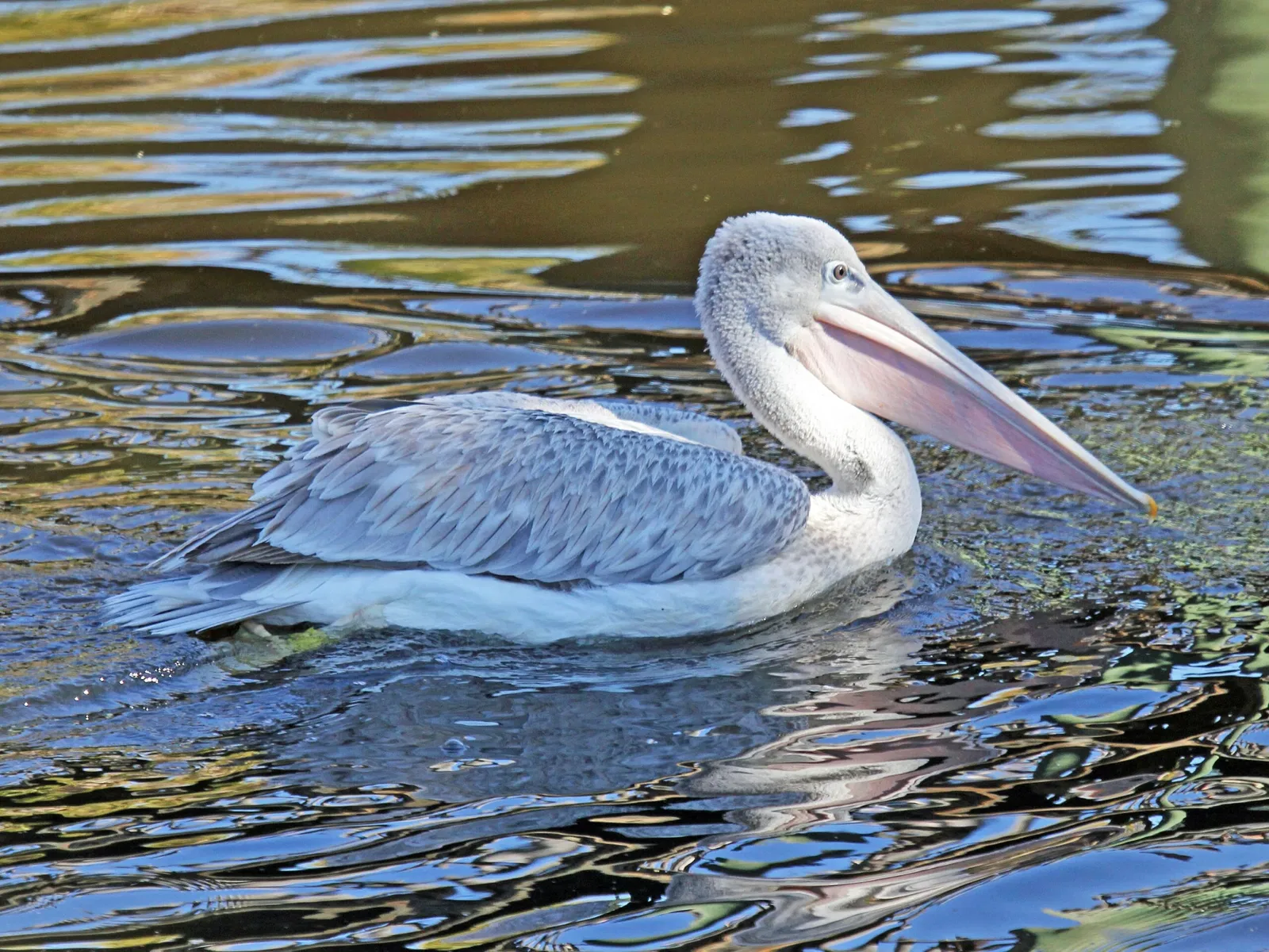 Jacksonville Zoo and Gardens