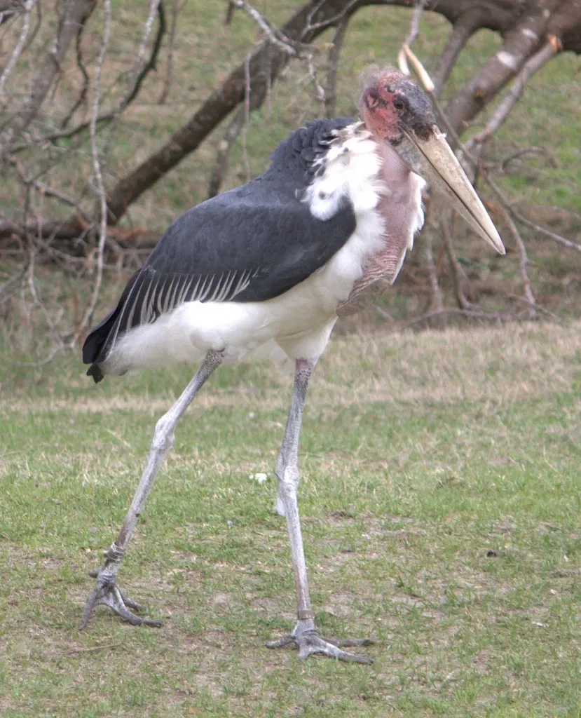 Jacksonville Zoo and Gardens