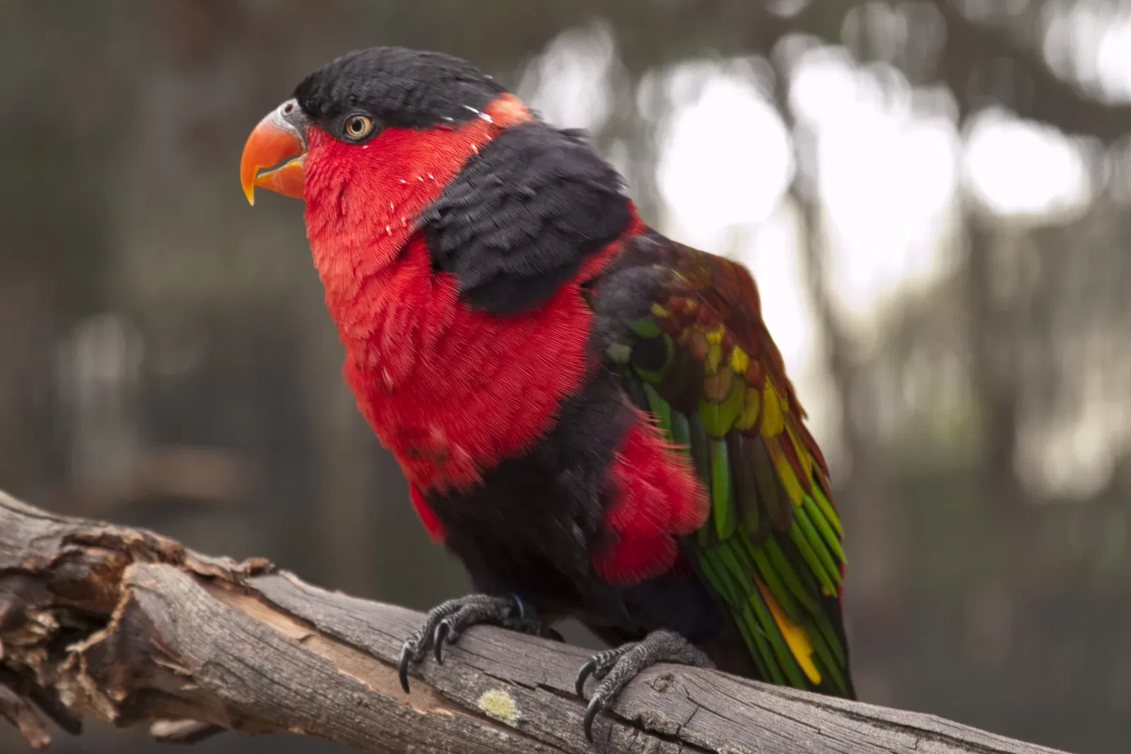 Jacksonville Zoo and Gardens