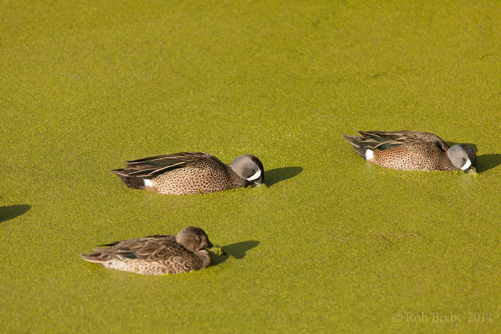 Jacksonville Zoo and Gardens