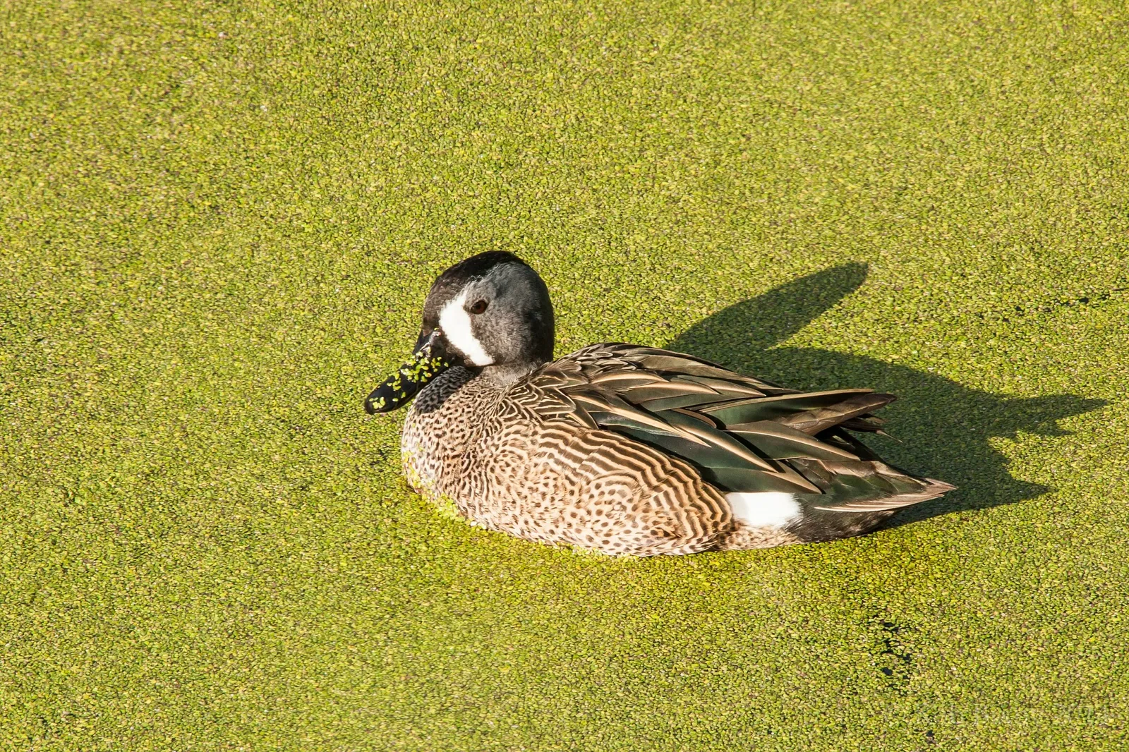 Jacksonville Zoo and Gardens