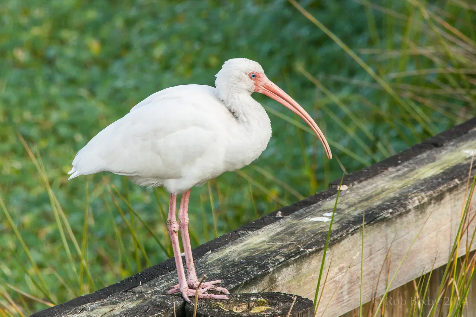 Jacksonville Zoo and Gardens