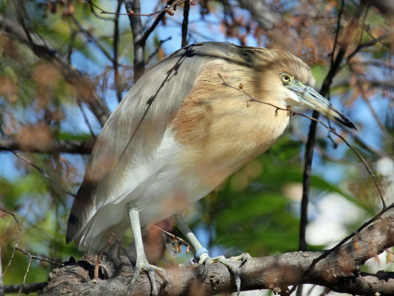 Jacksonville Zoo and Gardens