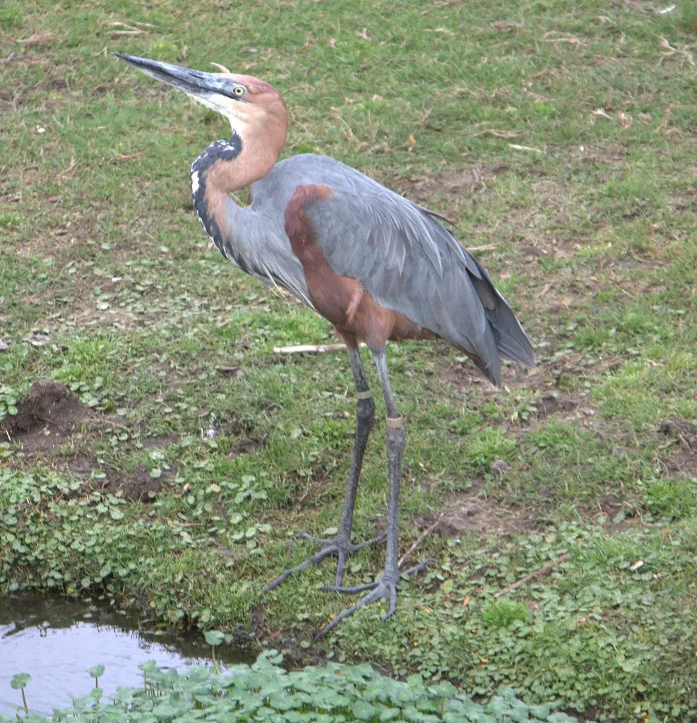 Jacksonville Zoo and Gardens