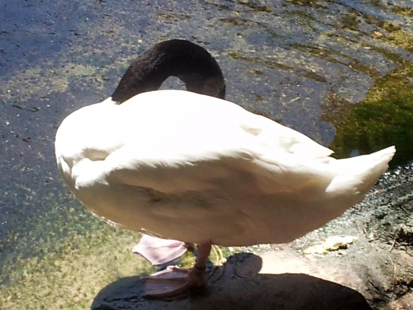 Jacksonville Zoo and Gardens