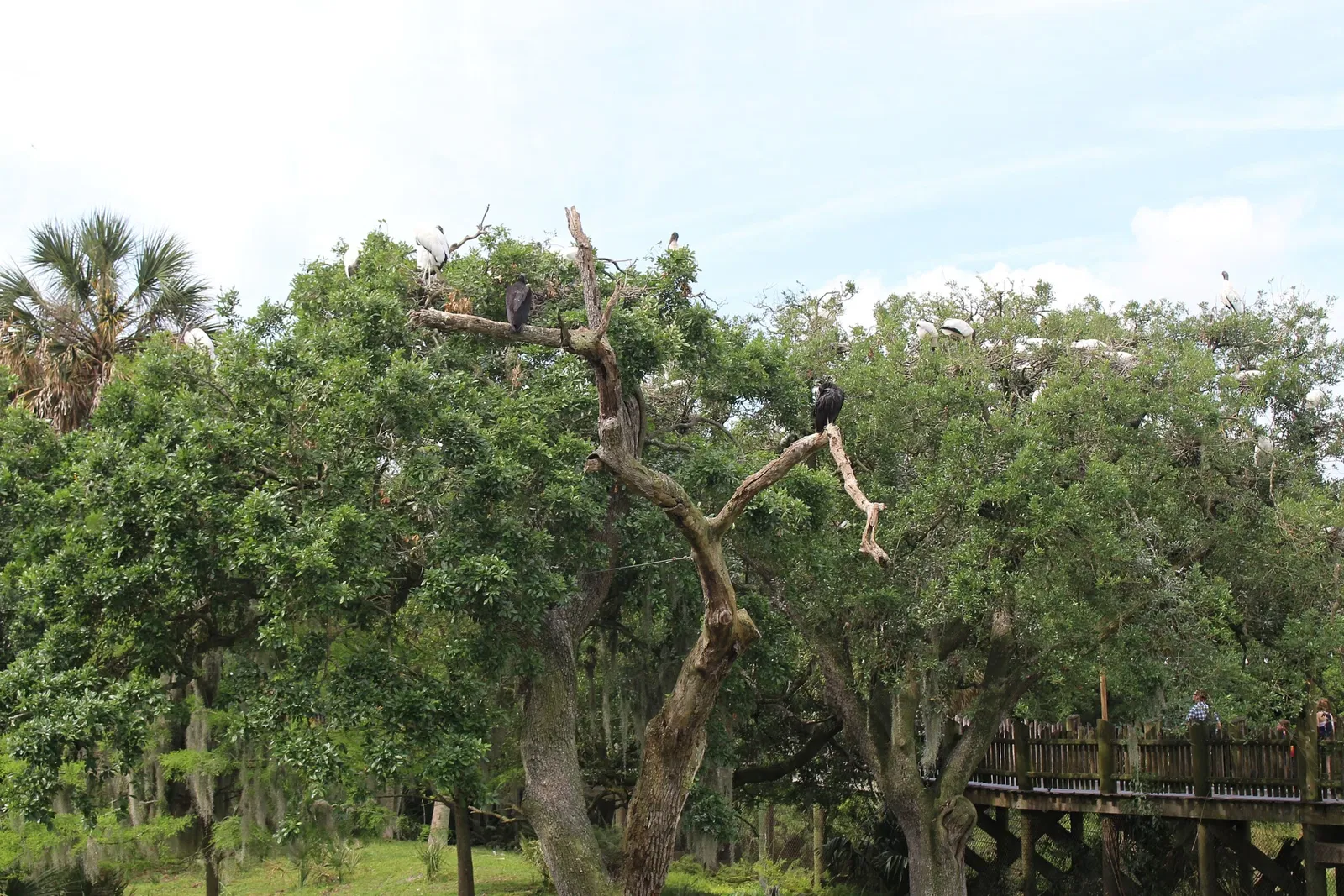 Jacksonville Zoo and Gardens