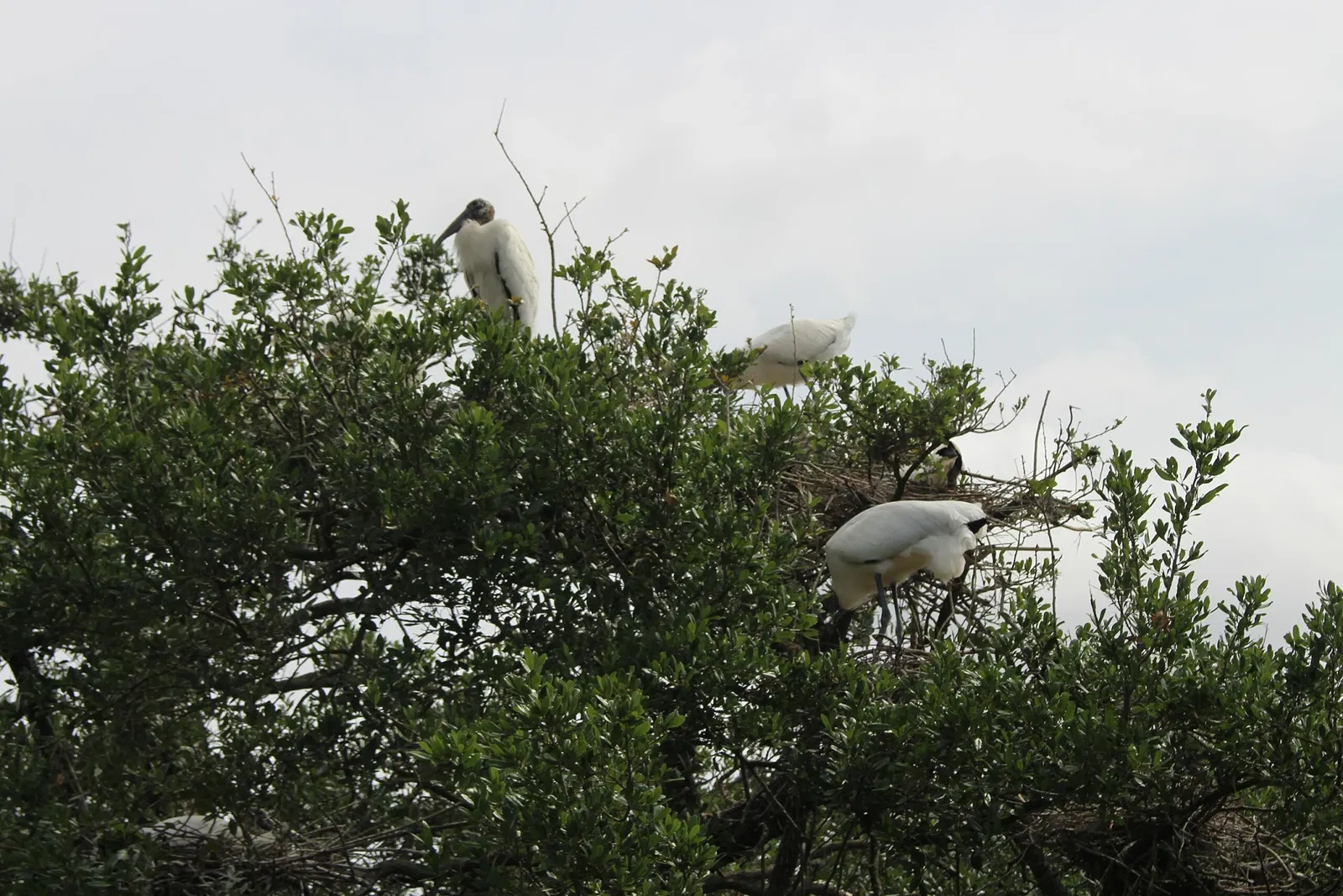 Jacksonville Zoo and Gardens