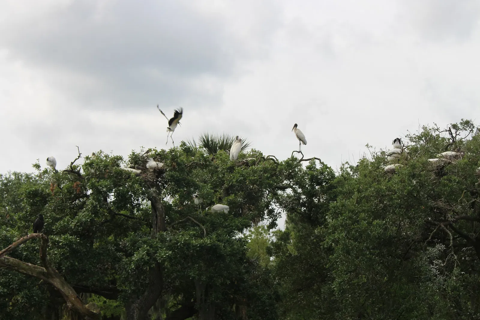 Jacksonville Zoo and Gardens