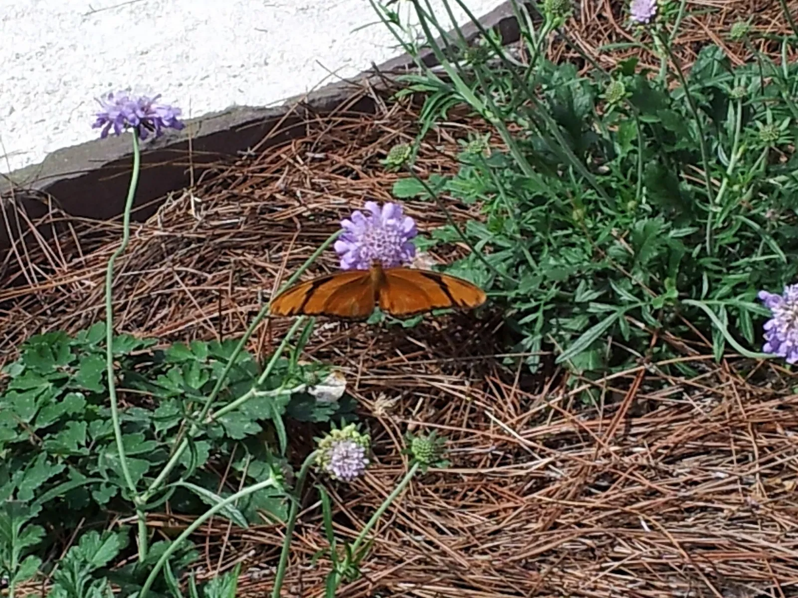 Jacksonville Zoo and Gardens