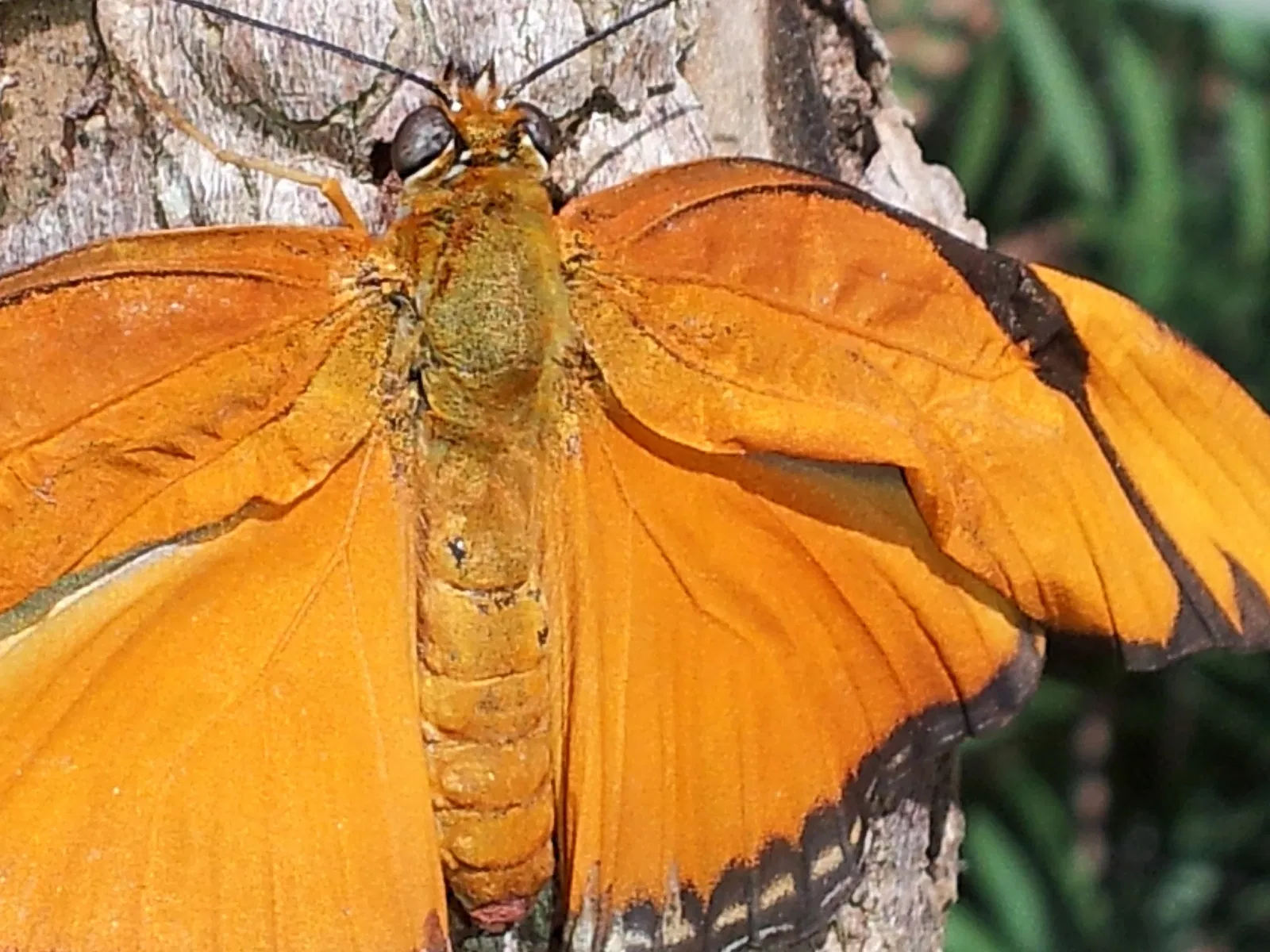Jacksonville Zoo and Gardens
