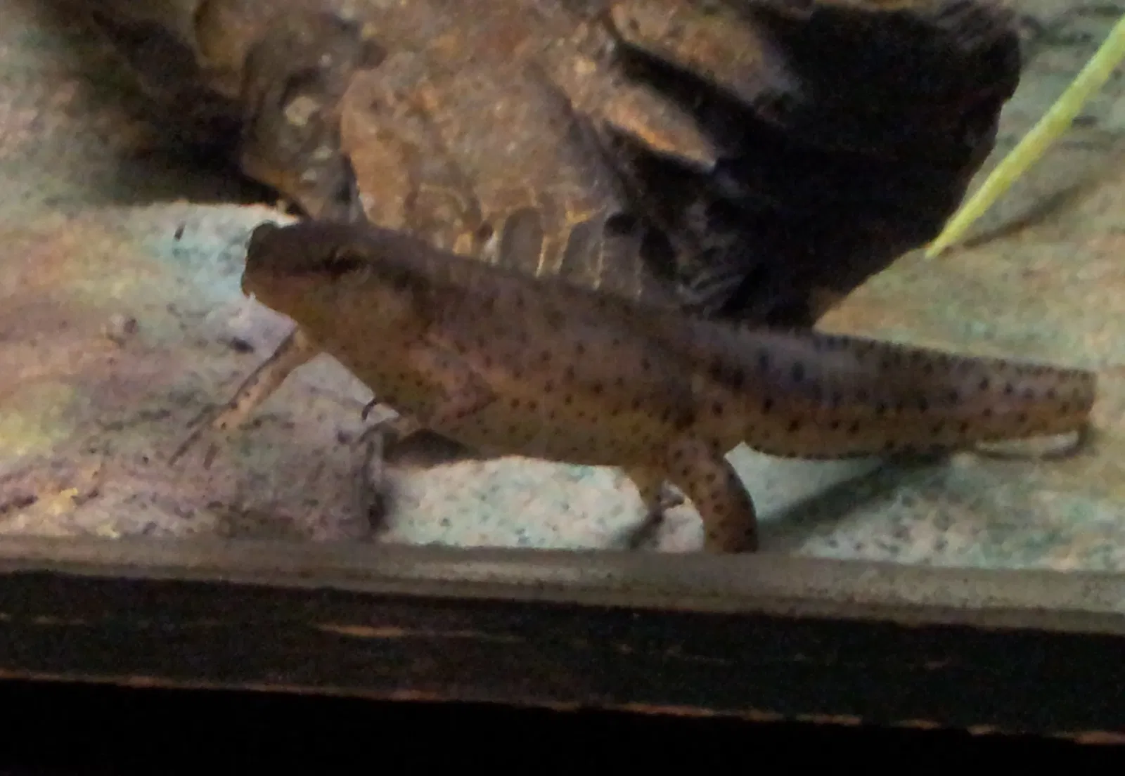 Jacksonville Zoo and Gardens