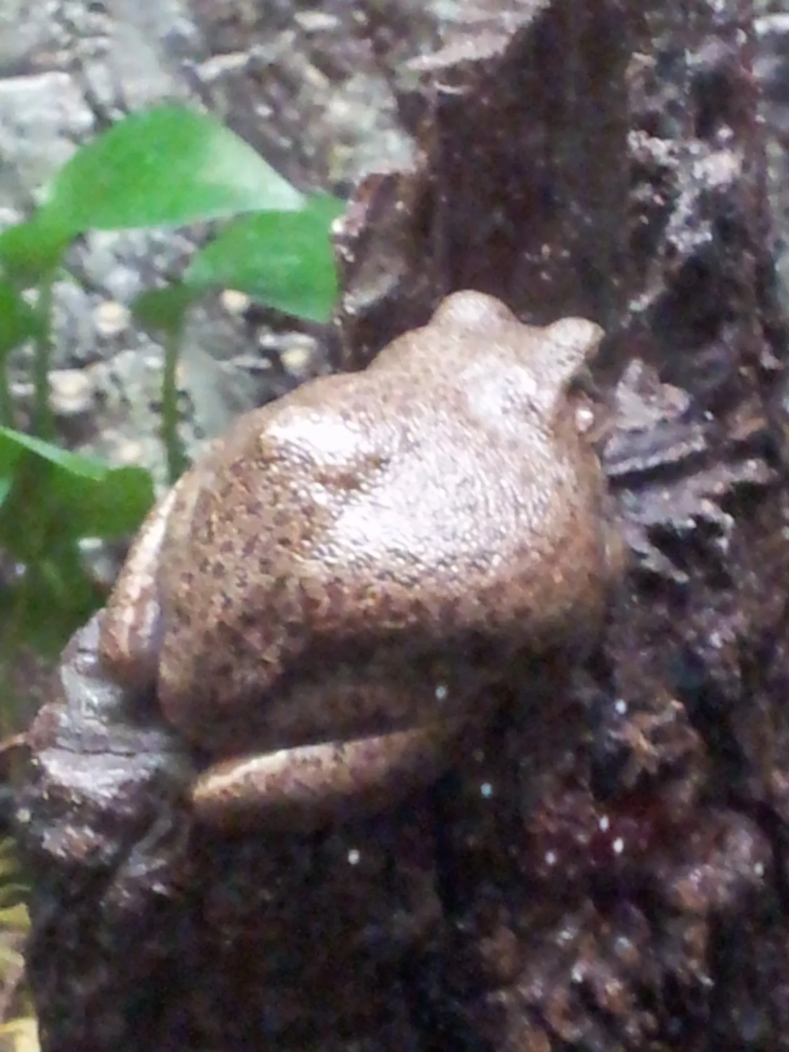 Jacksonville Zoo and Gardens