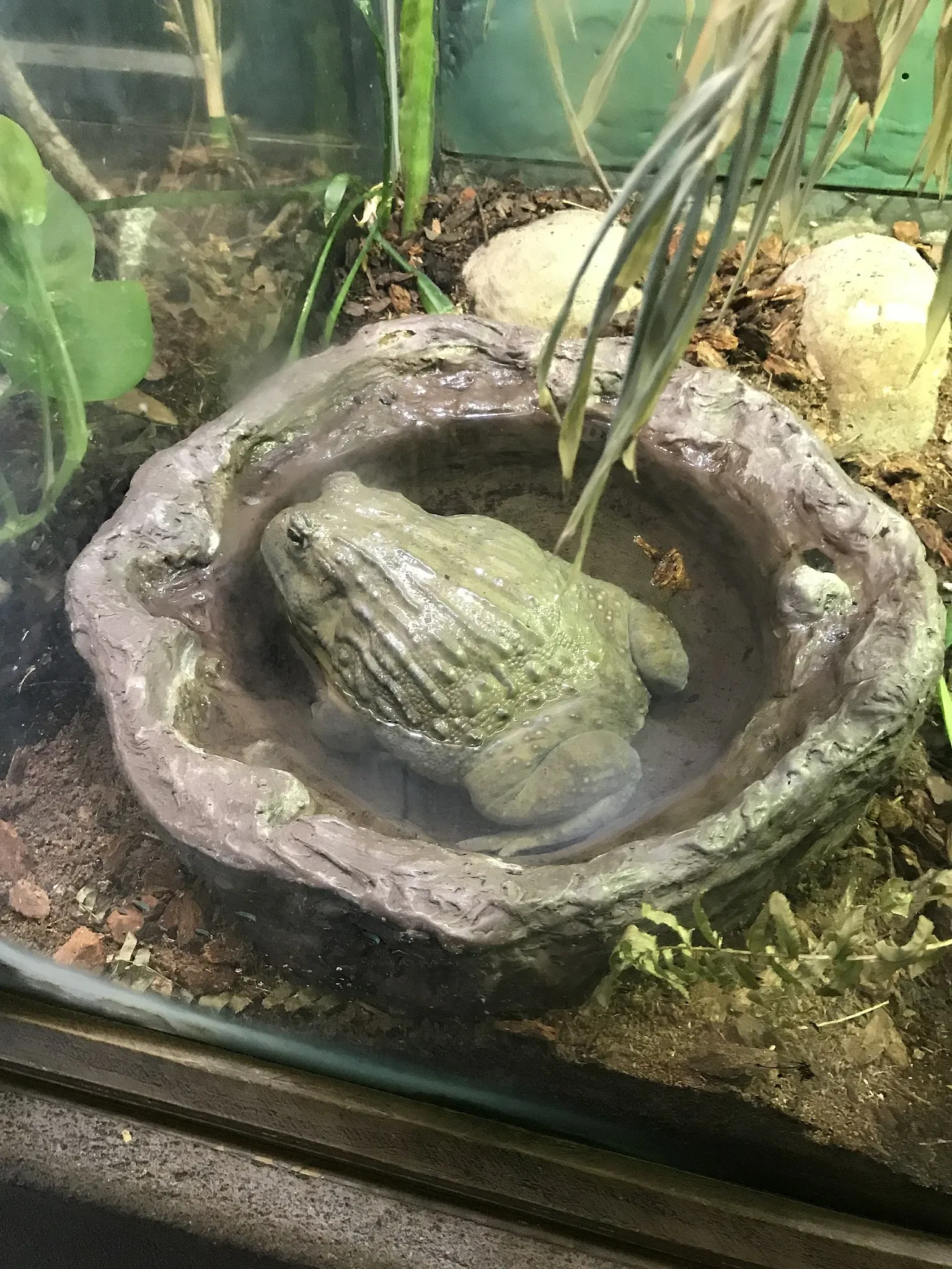 Jacksonville Zoo and Gardens