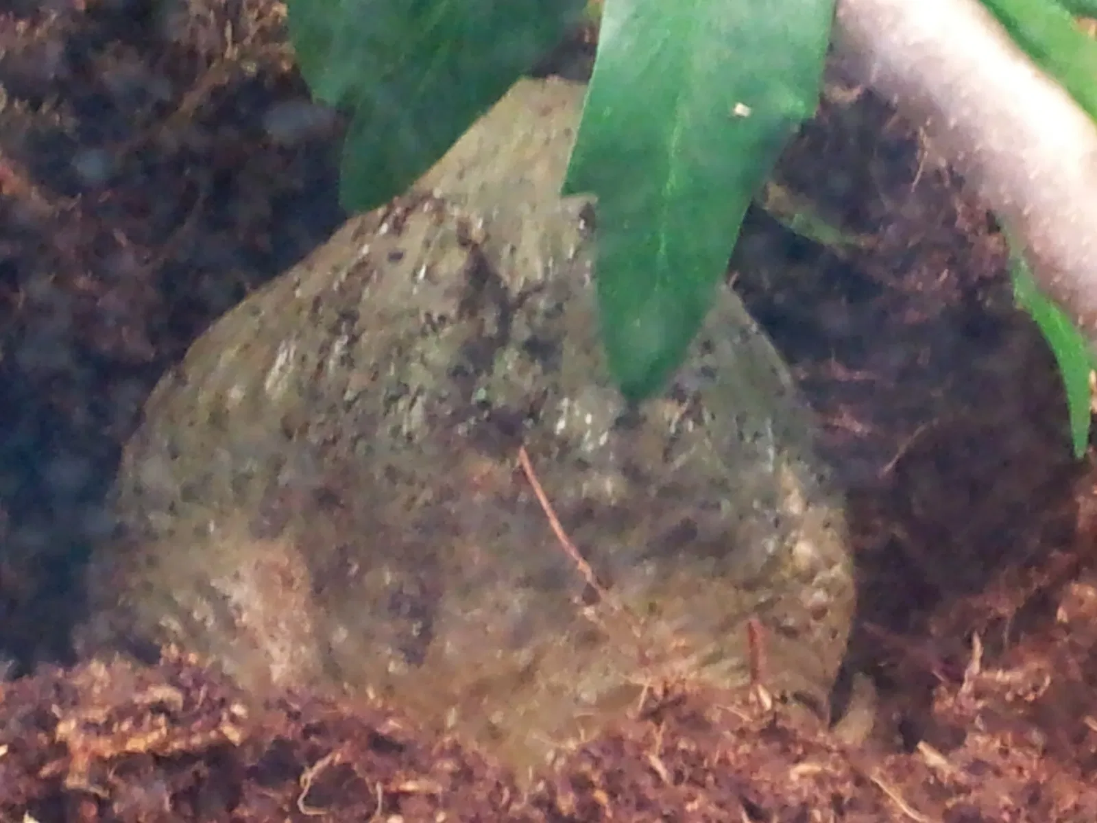 Jacksonville Zoo and Gardens