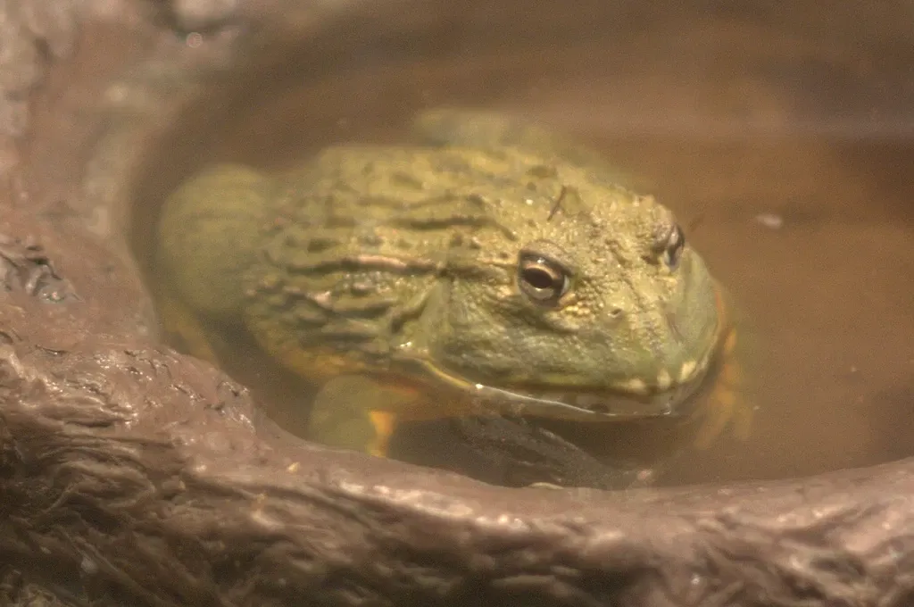 Jacksonville Zoo and Gardens