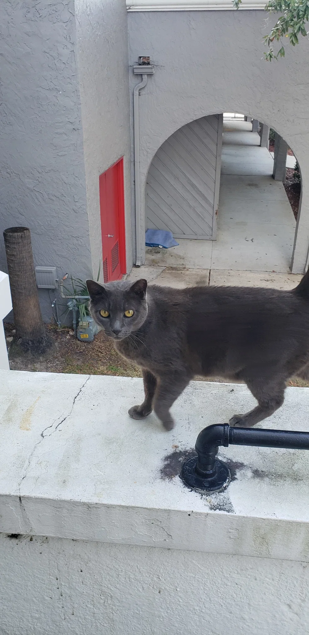 Karpeles Manuscript Library Museum - Jacksonville, FL (CLOSED)