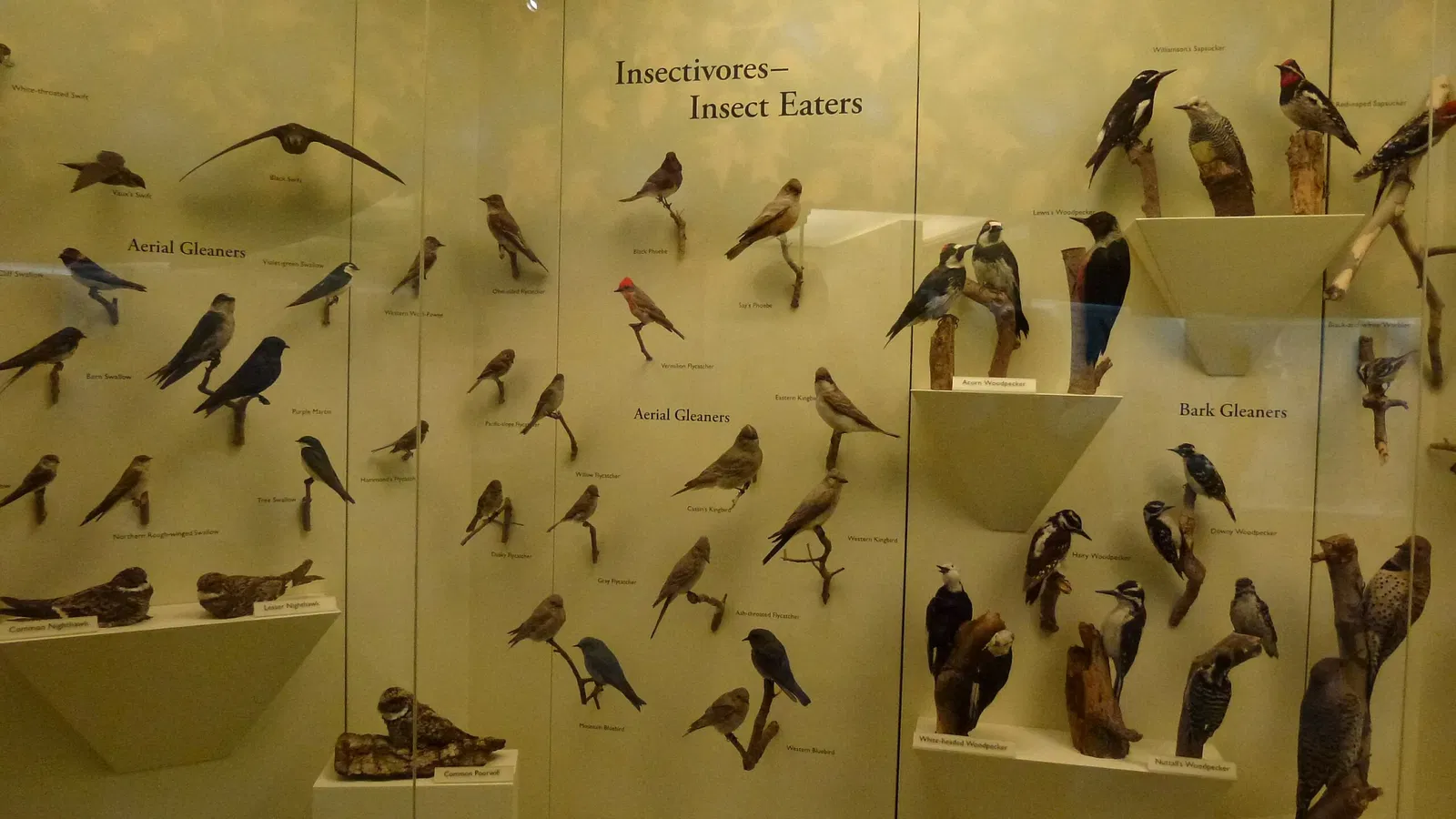 Santa Barbara Museum of Natural History