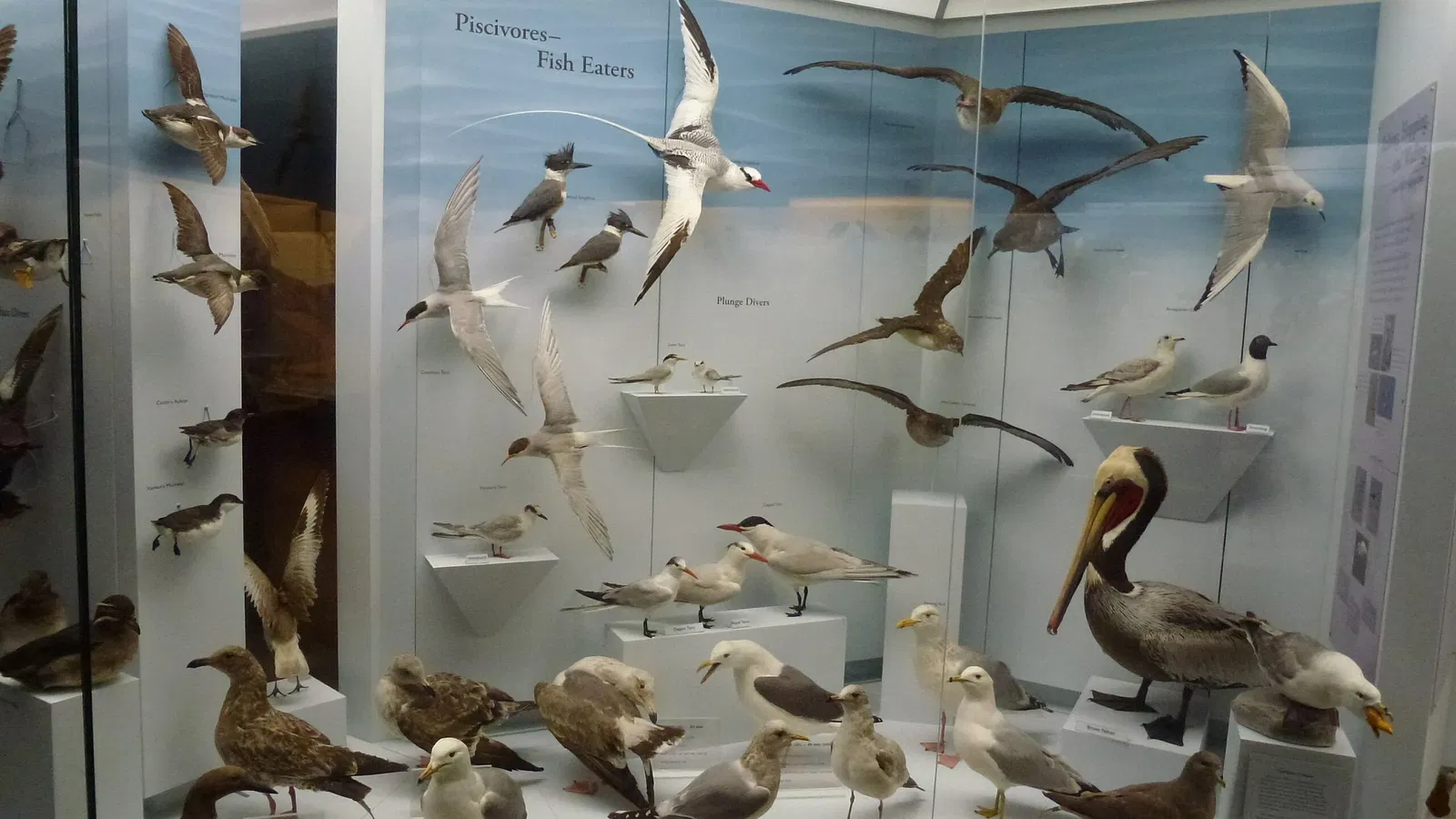 Santa Barbara Museum of Natural History