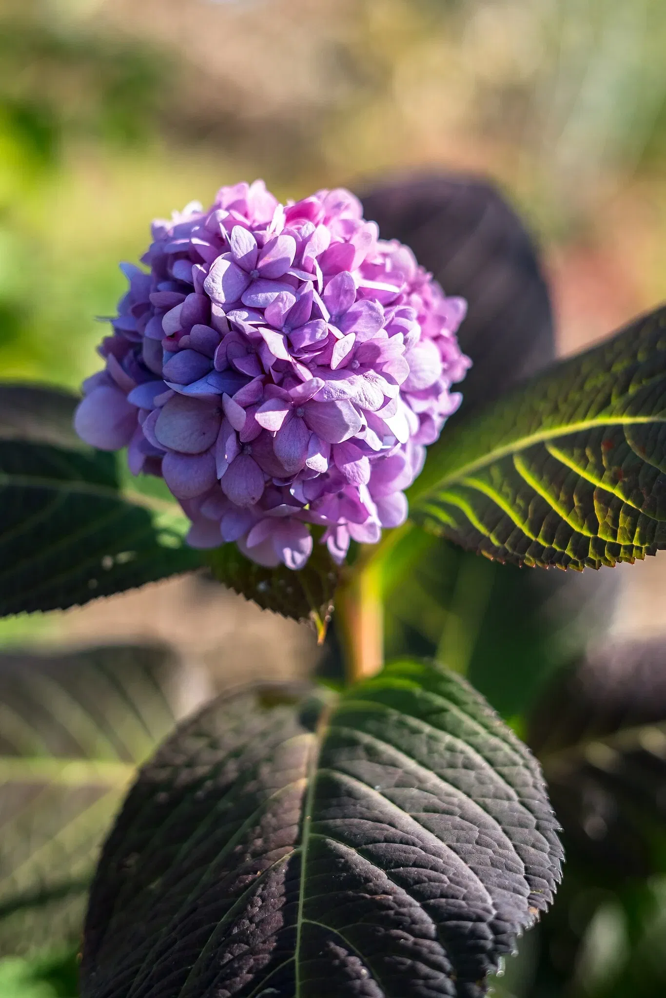 Olbrich Botanical Gardens