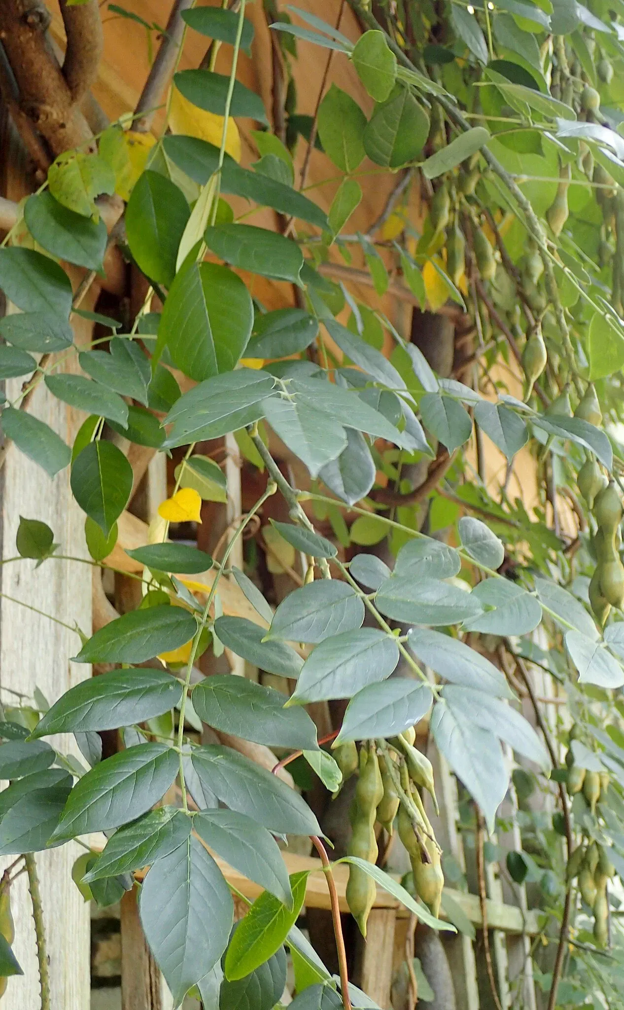 Olbrich Botanical Gardens