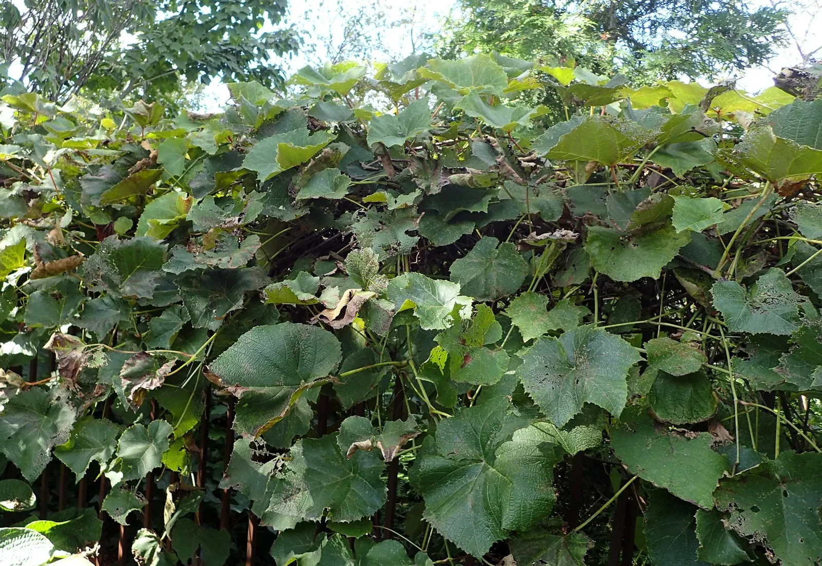 Jardín botánico Olbrich