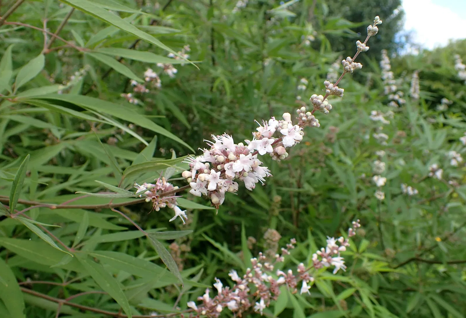 Olbrich Botanical Gardens