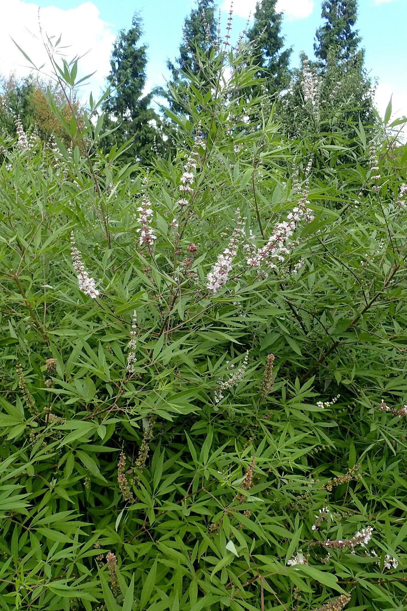 Olbrich Botanical Gardens