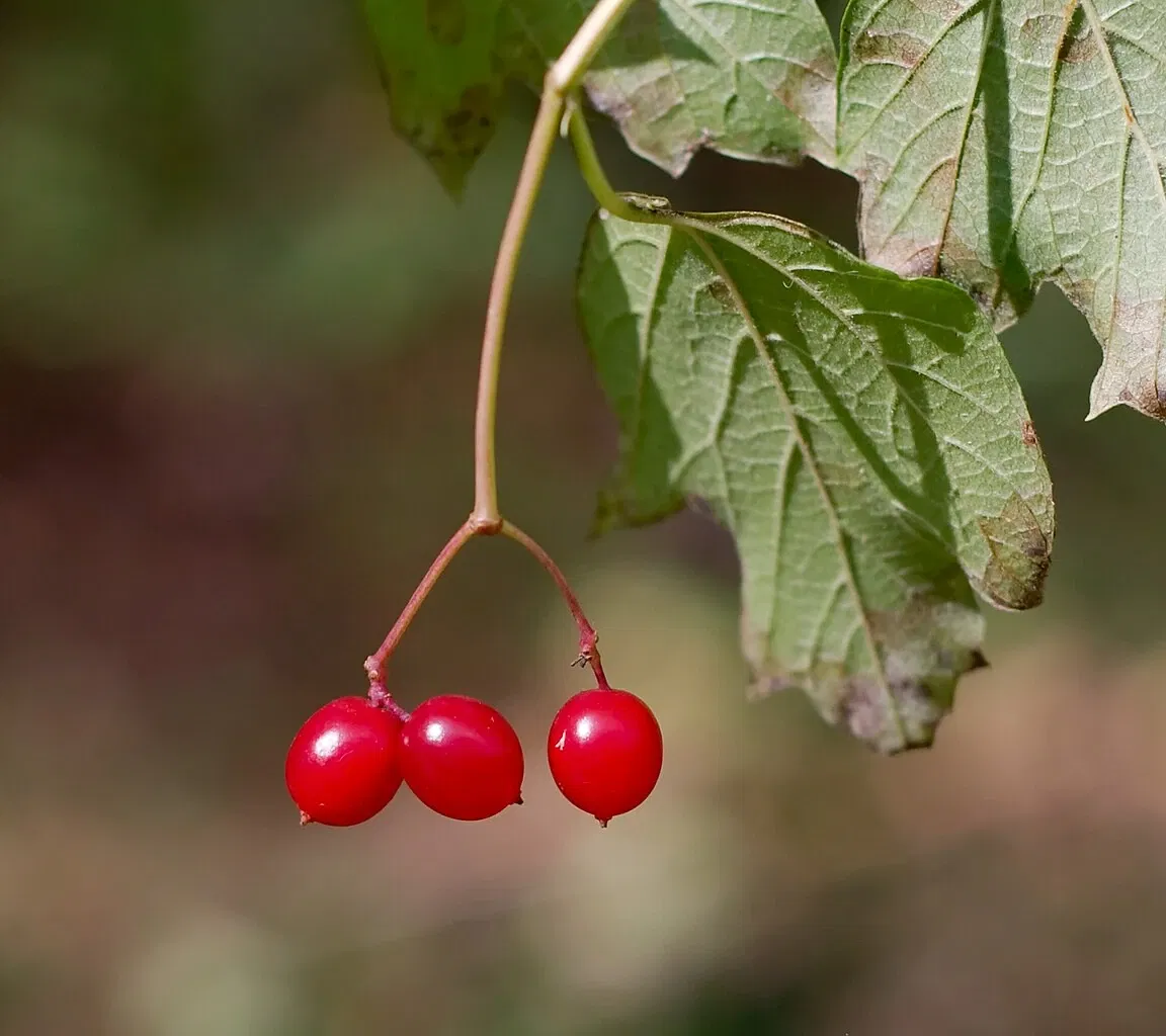 Olbrich Botanical Gardens