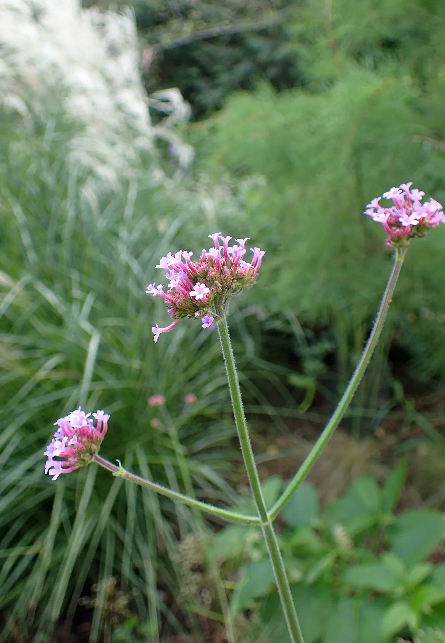 Olbrich Botanical Gardens