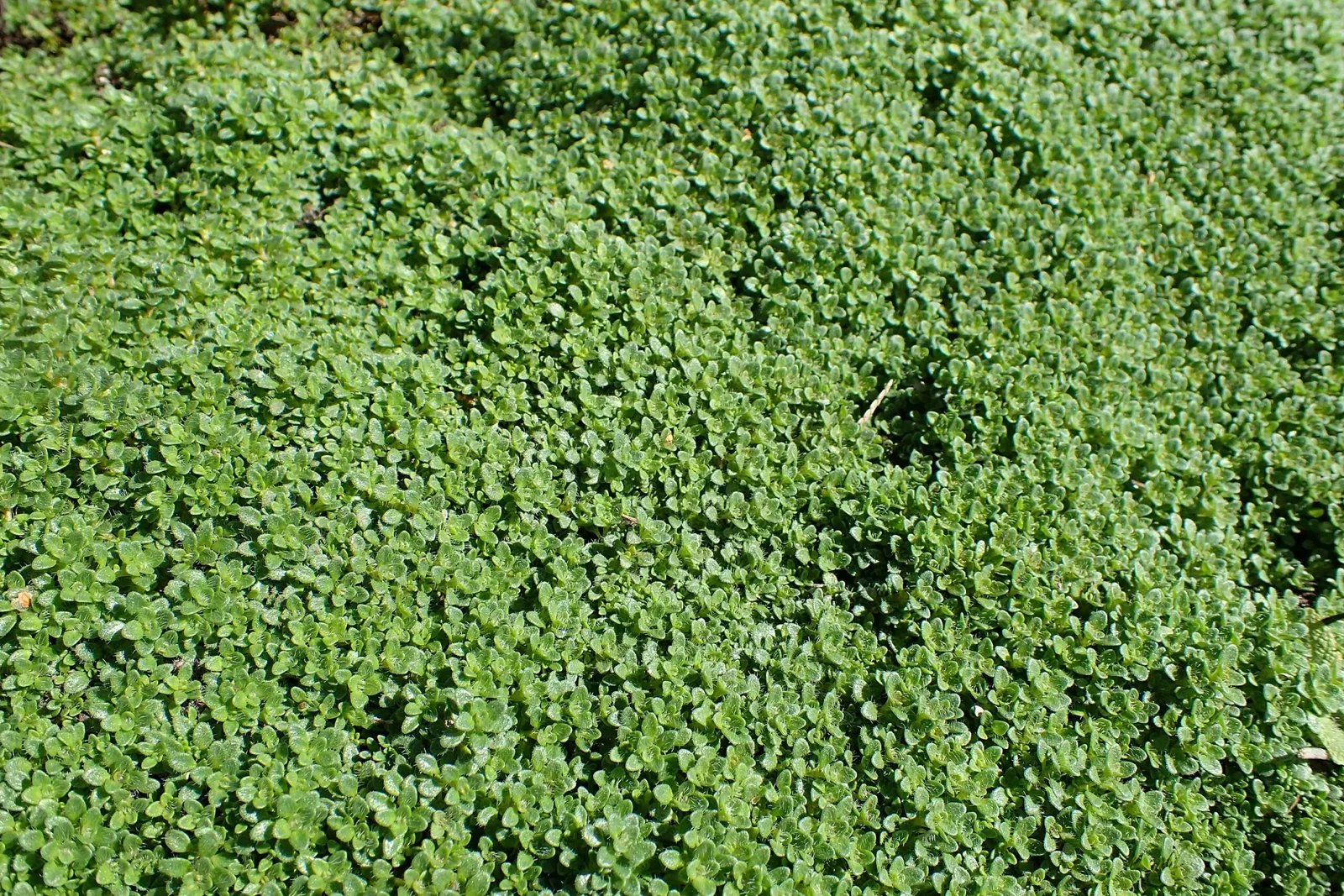 Olbrich Botanical Gardens