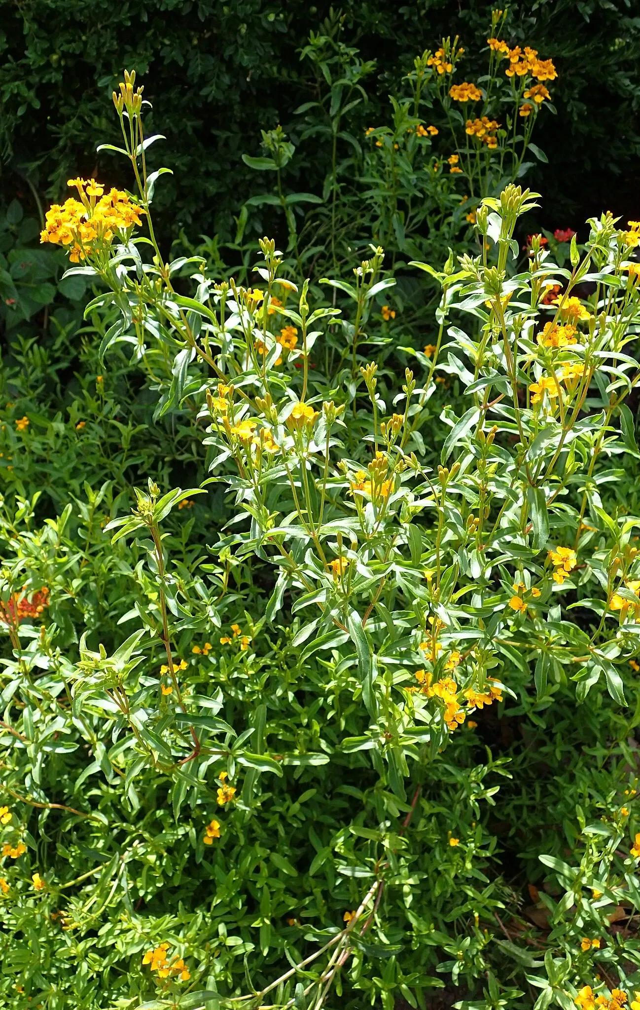 Olbrich Botanical Gardens