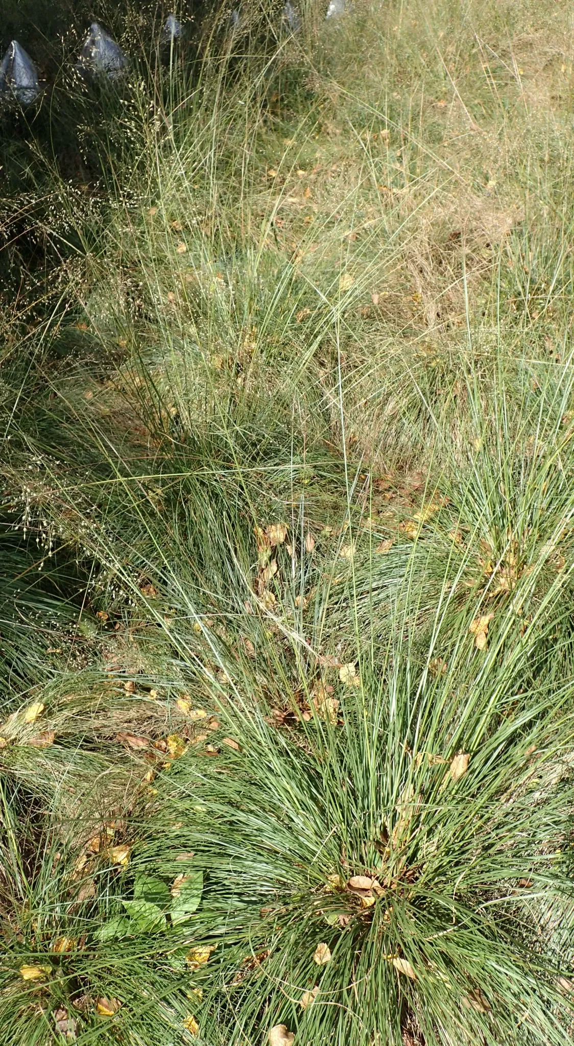 Jardín botánico Olbrich