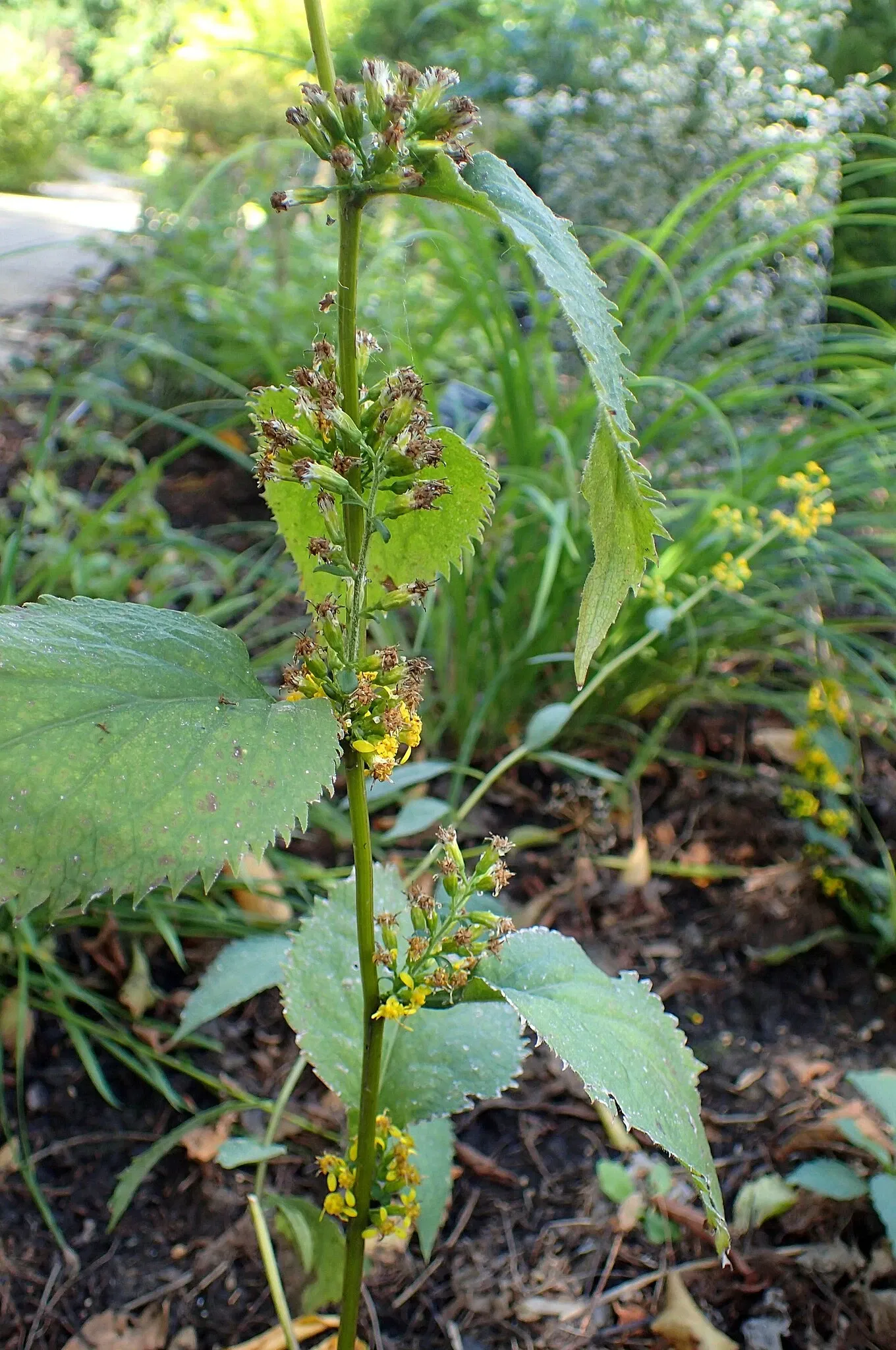 Olbrich Botanical Gardens